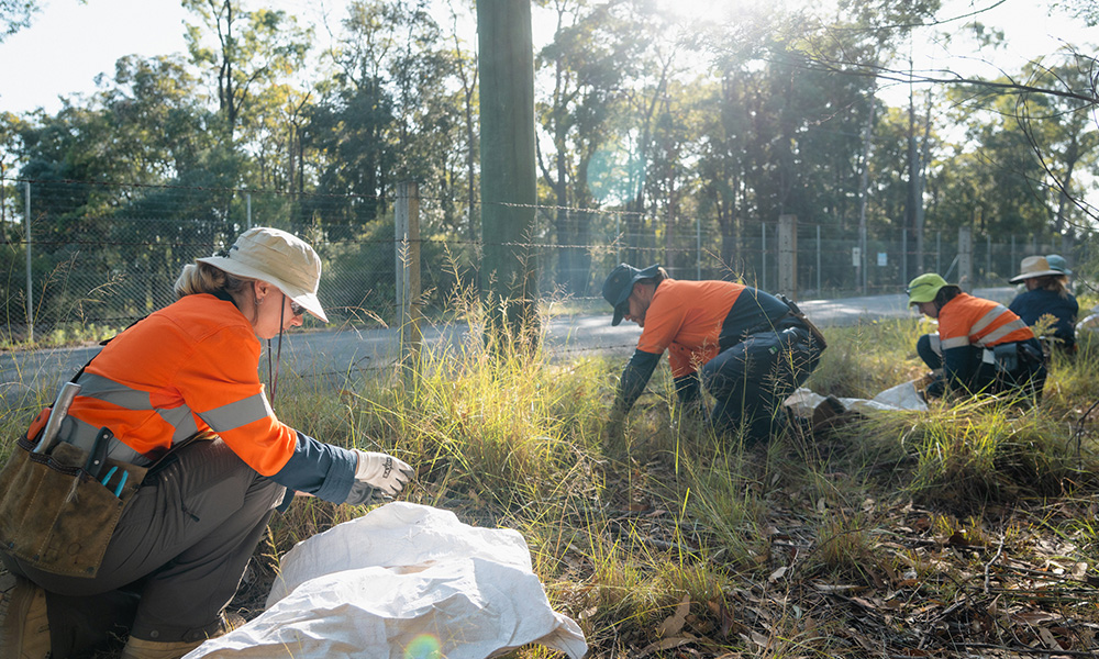 Corridor Environmental Restoration