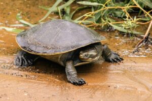 close up photo of freshwater turtle near waterway on sand
